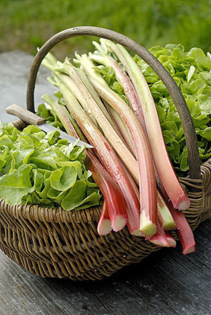 Rhubarbe Bio Rhubarbe Bio