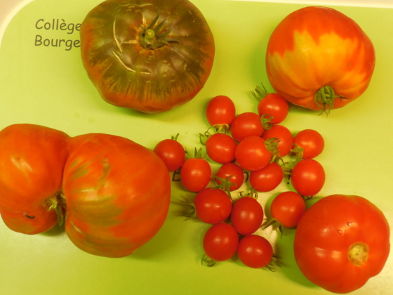 Tomates,tomates et tomates... Tomates,tomates et tomates...