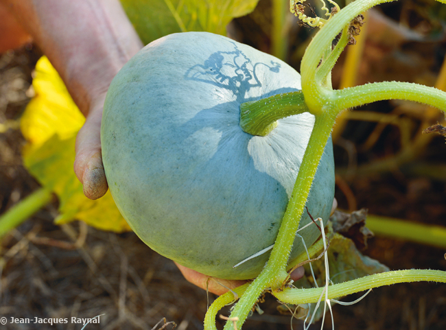 Flan à la courge bleue de Hongrie