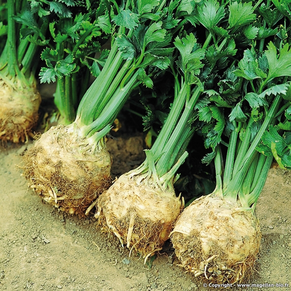 Céleri rave bio Céleri rave bio