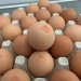 IMG_2747 IMG_2747