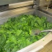 10 kg d'épinard avant cuisson 10 kg d'épinard avant cuisson