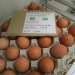 IMG_0527 IMG_0527