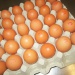 IMG_0642 IMG_0642
