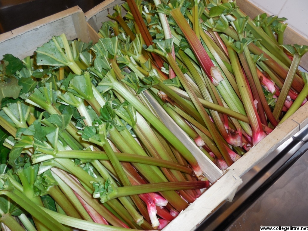 rhubarbe achetée au relais 18 rhubarbe achetée au relais 18