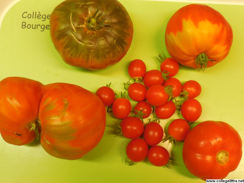 Variétés de tomate proposées Variétés de tomate proposées