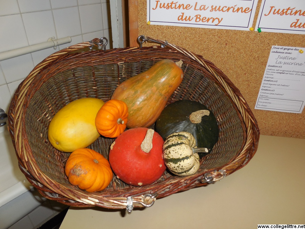 un panier de coloquintes un panier de coloquintes