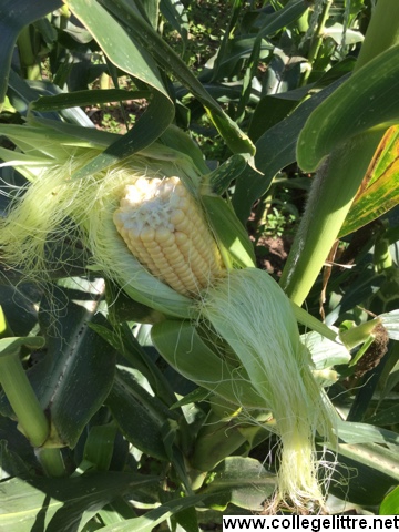 maïs en live maïs en live