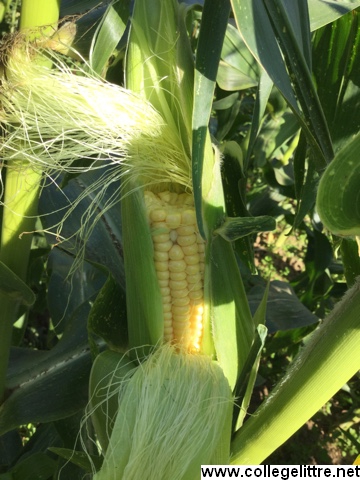 maïs en live maïs en live