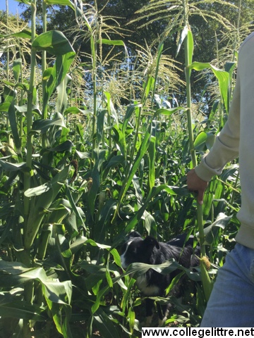 maïs en live maïs en live