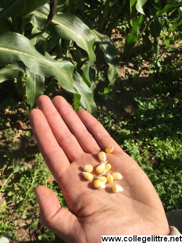 maïs en live maïs en live